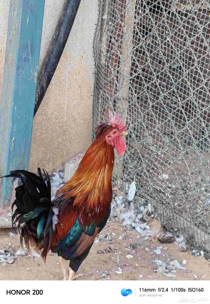 ديك بلدي الون أحمر عربي قديم شرط أذان ويفرس 4