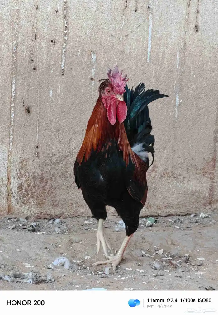 ديك بلدي الون أحمر عربي قديم شرط أذان ويفرس 1