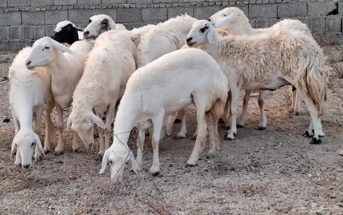 ضان مقاني رعويه دفاع للبيع 0