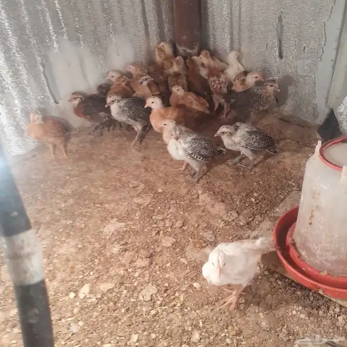 فروخ العمر شهر 3