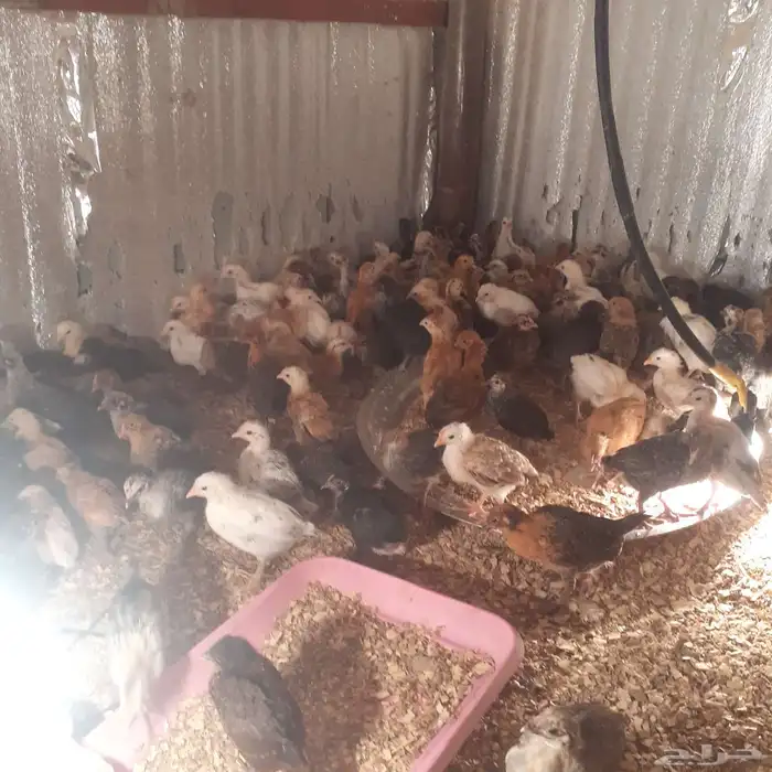 فروخ العمر شهر 0