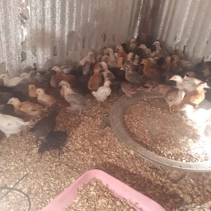 فروخ العمر شهر 1