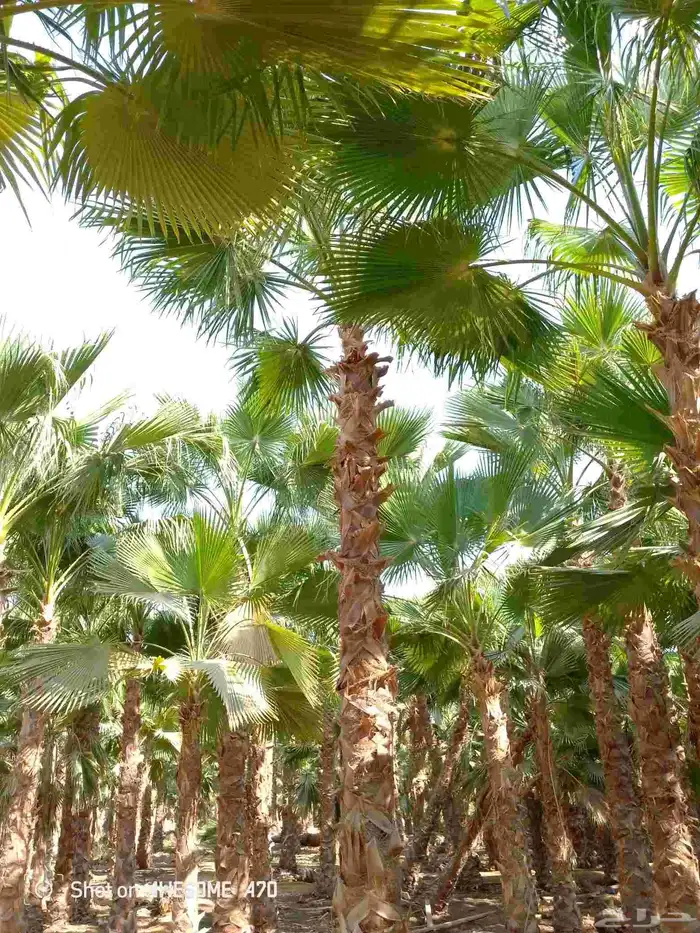 نخل واشنطني زينه امريكي جميع المقاسات متوفرة 2