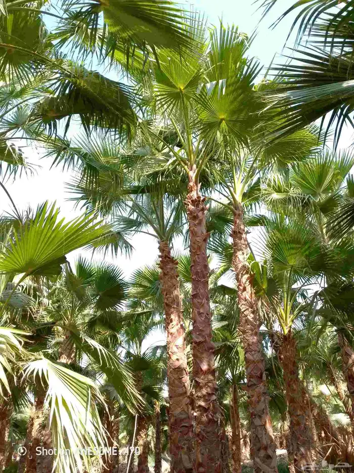 نخل واشنطني زينه امريكي جميع المقاسات متوفرة 0