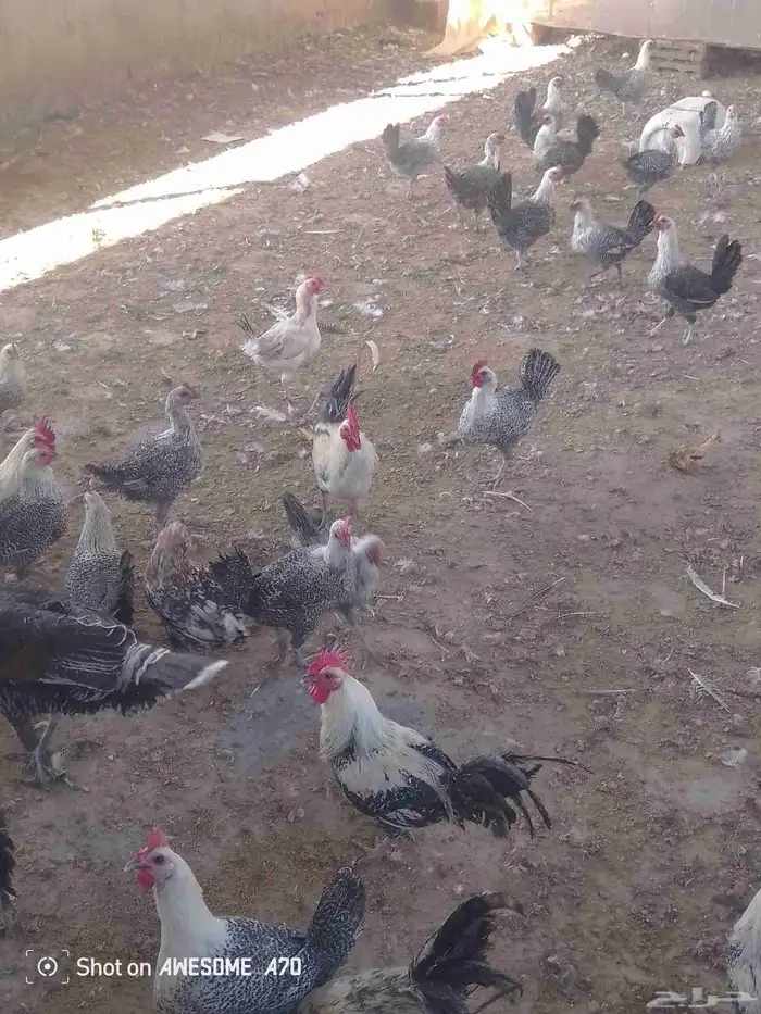 دجاج فيومي بياض دجاج رومي بياض 0