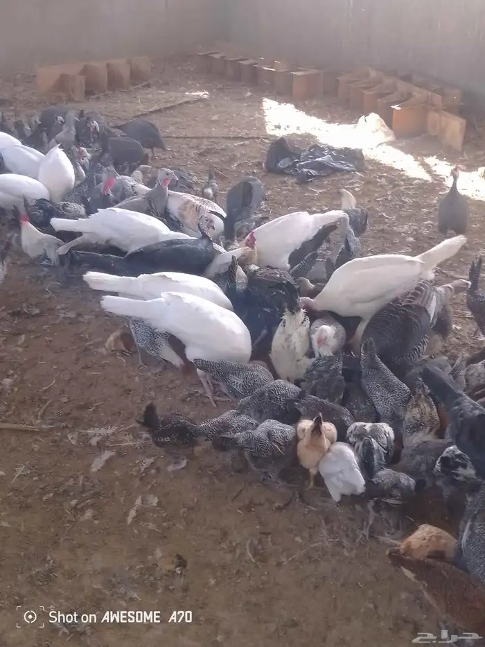 دجاج فيومي بياض دجاج رومي بياض 2