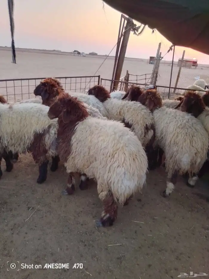 ذبايح للبيع تمايم 2