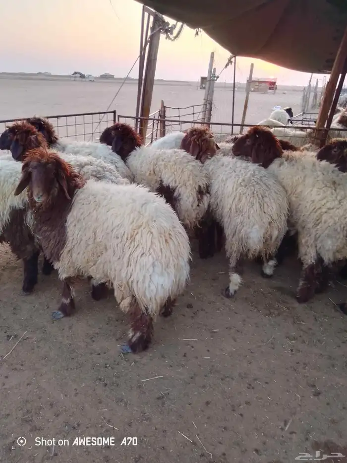 ذبايح للبيع تمايم 1