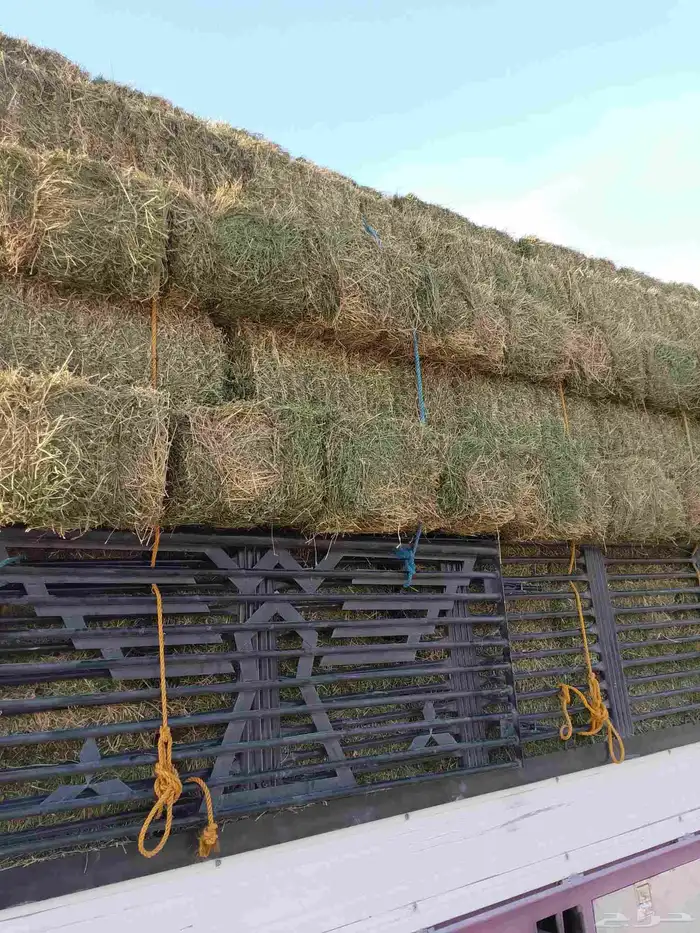 برسيم مستودع طيب للبيع مع خدمات توصيل 0