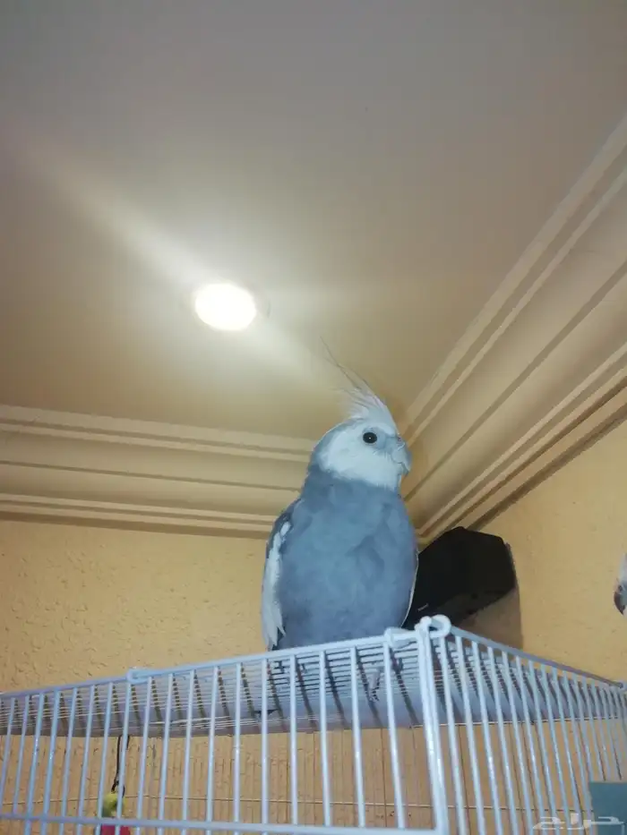 ذكر كروان وايت فيس للتبادل 1