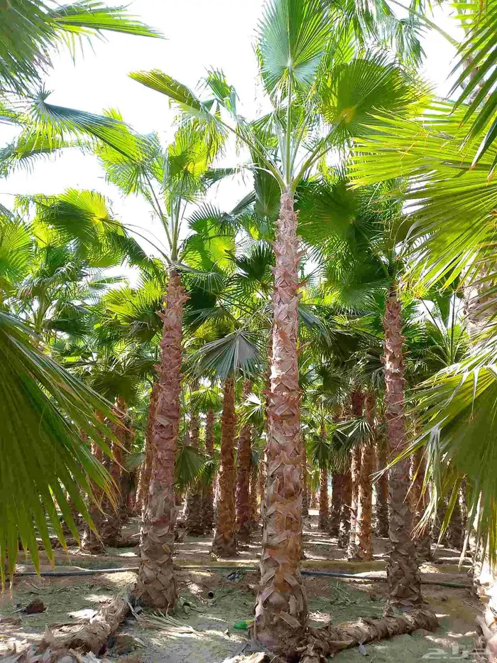 نخل واشنطني زينه امريكي جميع المقاسات متوفرة 4