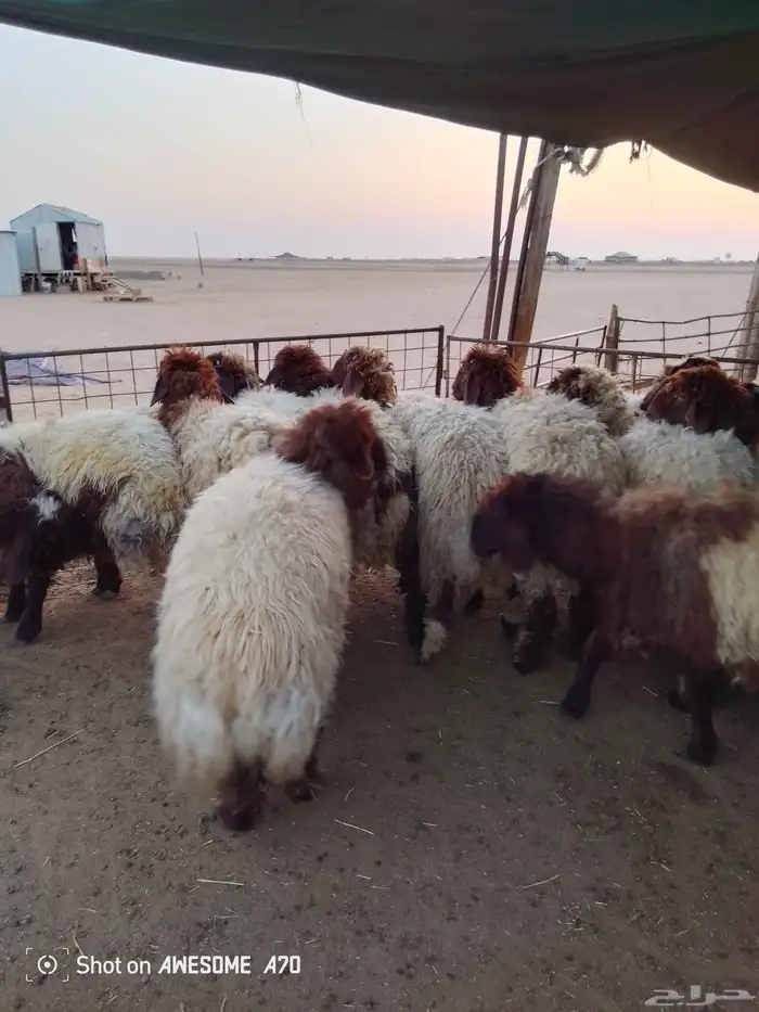 ذبايح للبيع تمايم 4