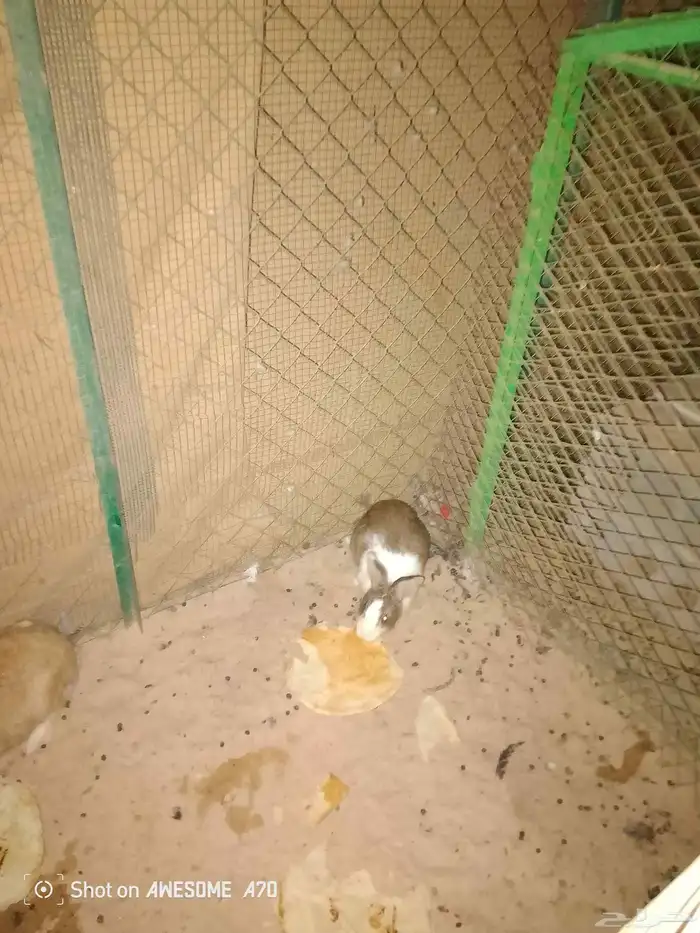 للبيع ارانب بلدي 2