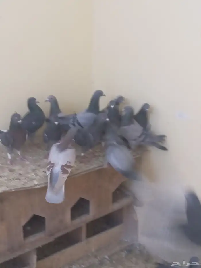 حمام صقور لبيع في رما ح 0