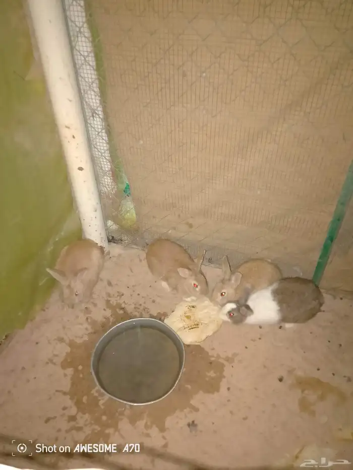 للبيع ارانب بلدي 0