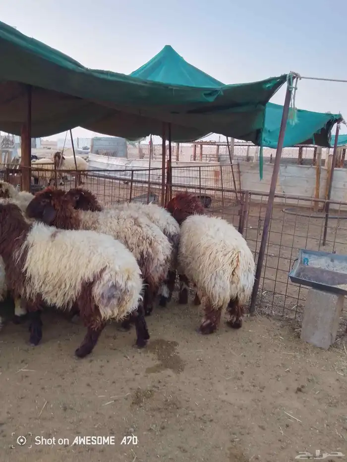 ذبايح للبيع تمايم 3