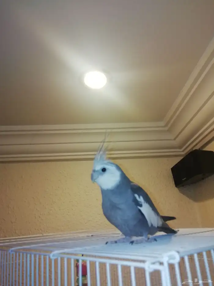 ذكر كروان وايت فيس للتبادل 0