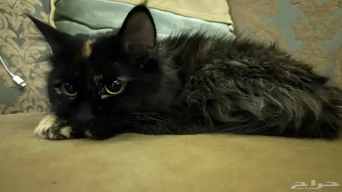 قطه للتبني 1