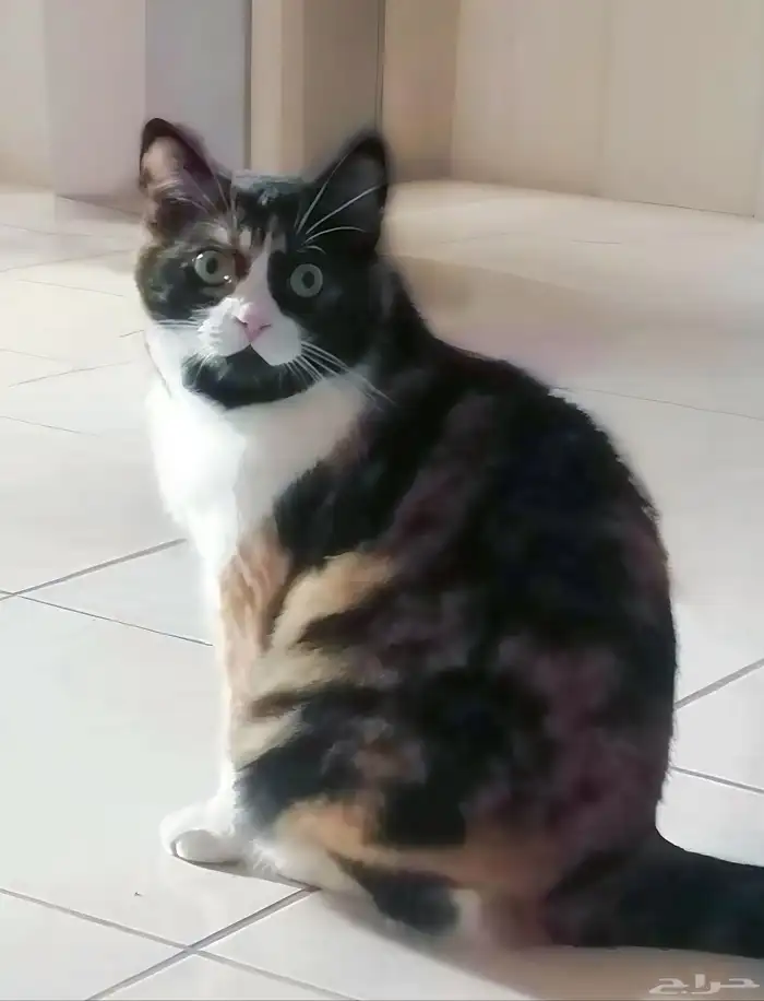 قطة مفقودة 0