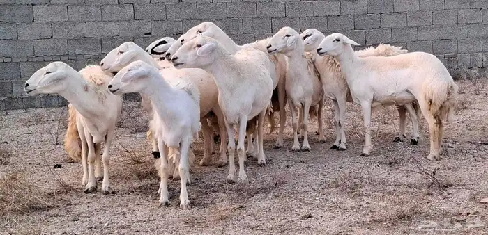 ضان مقاني رعويه دفاع للبيع 2