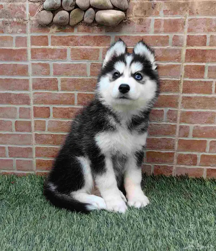 كلب هاسكي جرو 0