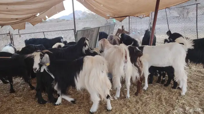 معزا ولد ودفع وضريع 0