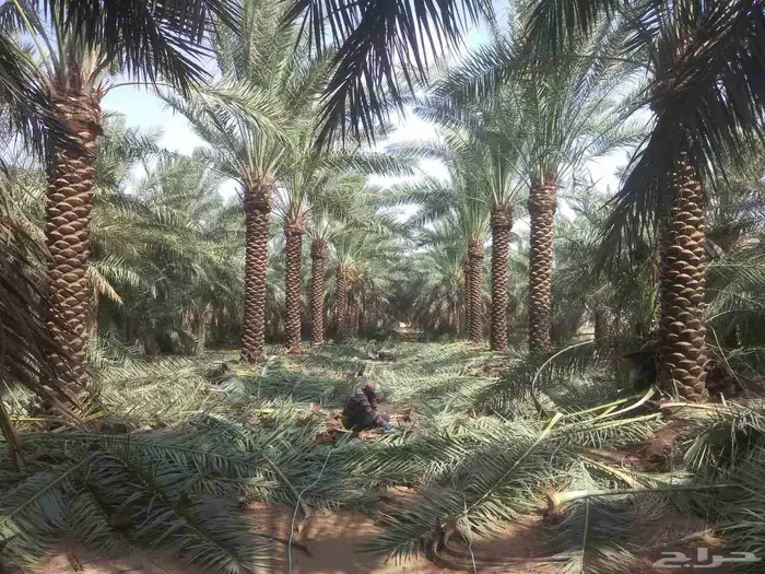 جميع اعمال النخيل 4