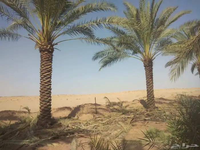 جميع اعمال النخيل 1