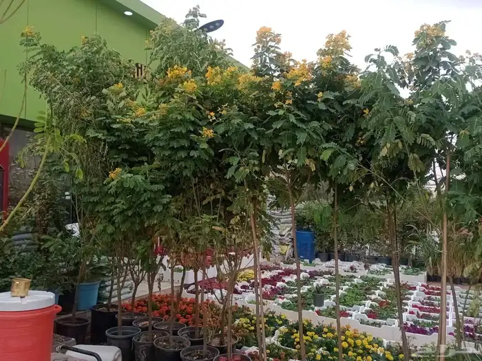 نخل واشنطني زينه جميع المقاسات وتنسيق الحدايق وقص الشجار وتك 4