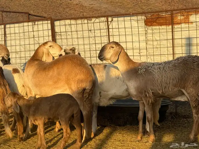 سواكن صنف للبيع 0