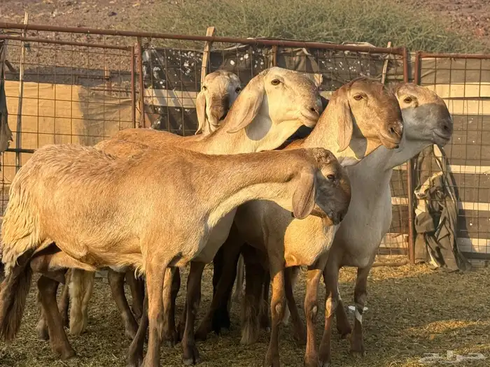 سواكن صنف للبيع 4