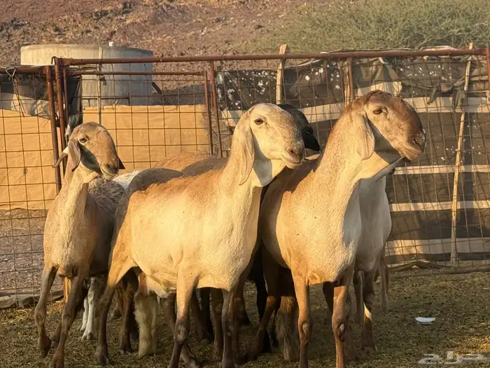 سواكن صنف للبيع 3