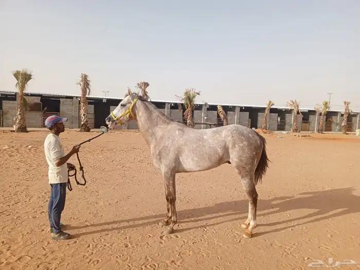 حصان صرعة عربي اصيل ابن مستند الخالدية 29