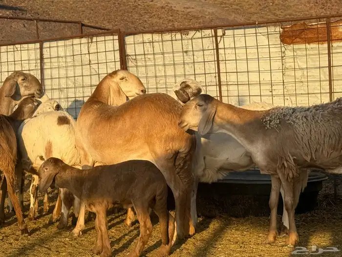 سواكن صنف للبيع 1