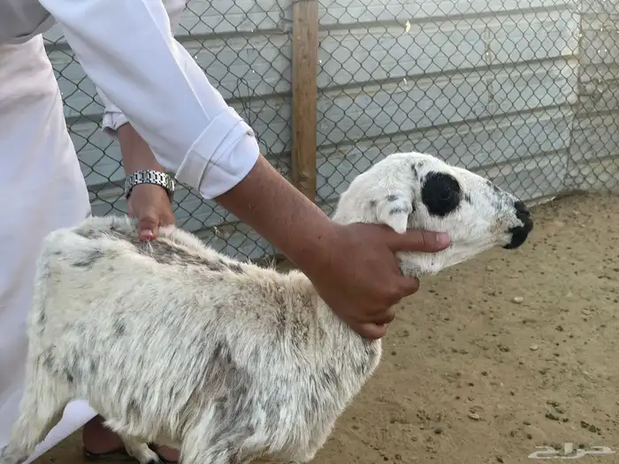 غنم للبيع 11