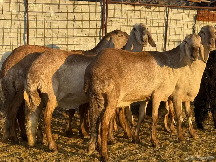 سواكن صنف للبيع 7