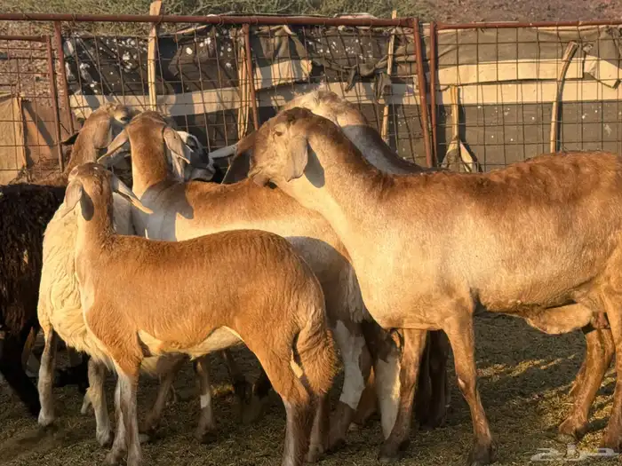 سواكن صنف للبيع 6