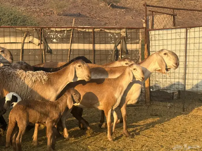 سواكن صنف للبيع 2