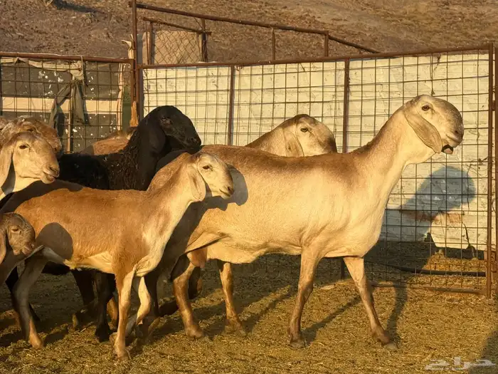 سواكن صنف للبيع 5