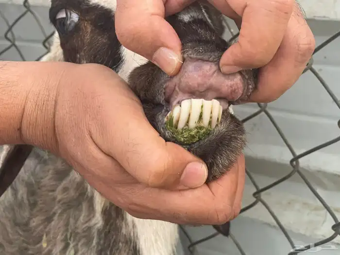 غنم للبيع 10