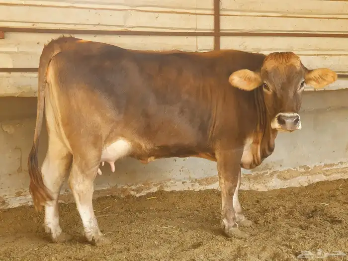 ابقار فاخرة 0