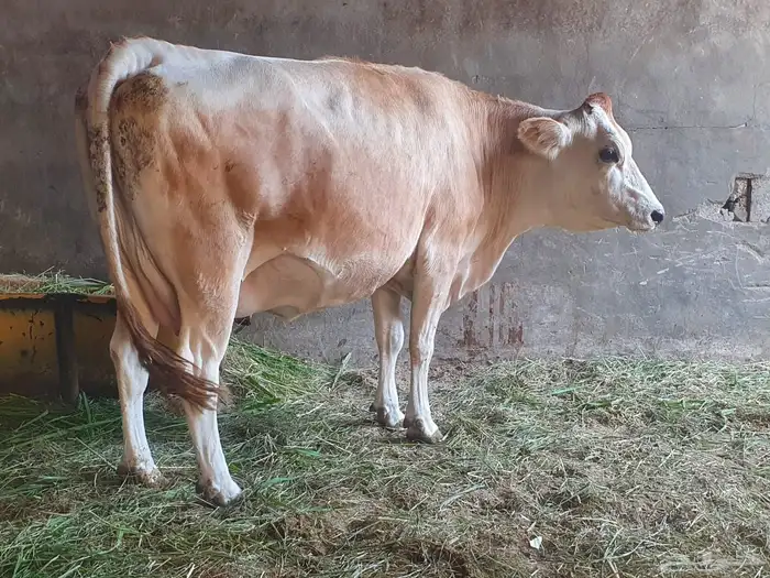 ابقار فاخرة 2