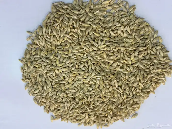 شعير سداسي أمريكي 0