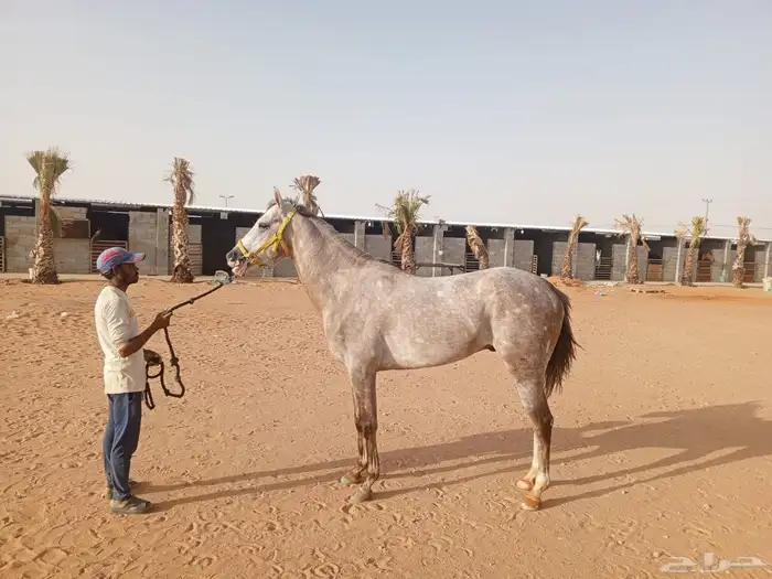 حصان صرعة عربي اصيل ابن مستند الخالدية 24