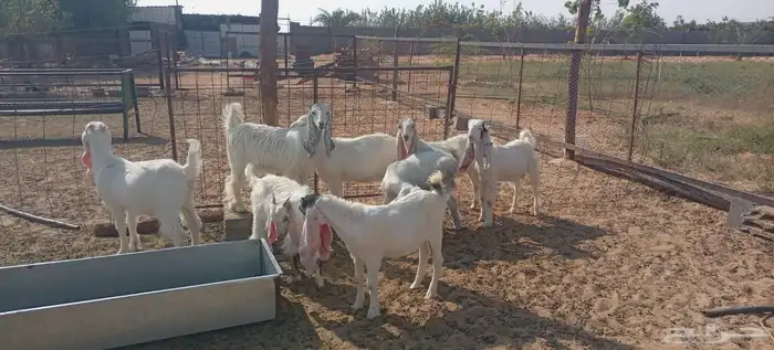 معزا مراح مشاريك ومطور 0