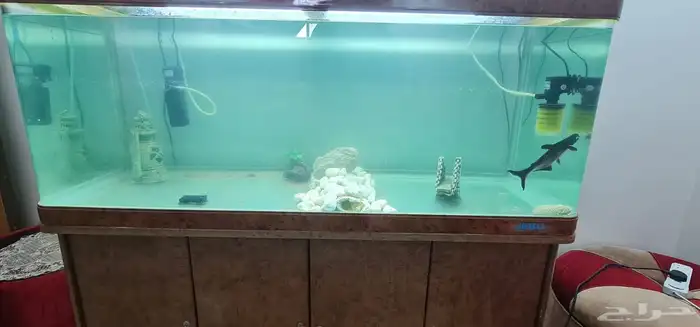 للبيع حوضين سمك مع كامل ملحاقتهم 0