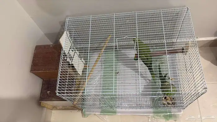 زوج درة البيع صحة ممتازه 100 منتحيين 6