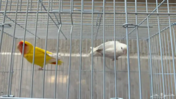 جوز روز جاهز للانتاج 2