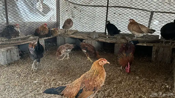 دجاج للبيع 1