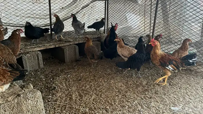 دجاج للبيع 0